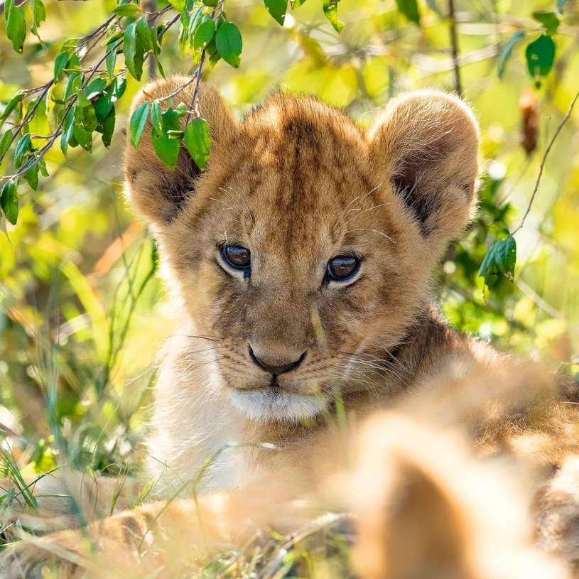 Puzzel 3x49 stukjes Panda, tijger en leeuw