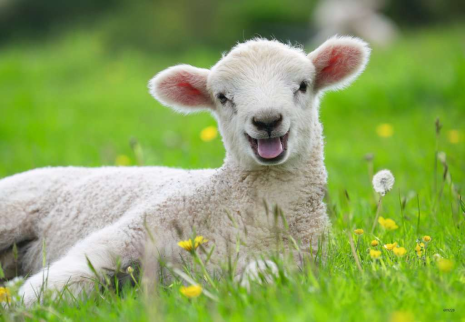 Puzzel 2x12 stukjes Boerderijdieren