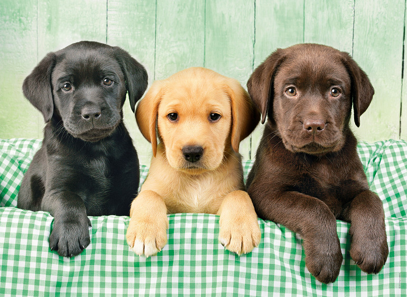 Clementoni Puzzel High Quality 1000 stukjes Labradors