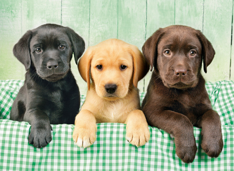 Clementoni Puzzel High Quality 1000 stukjes Labradors