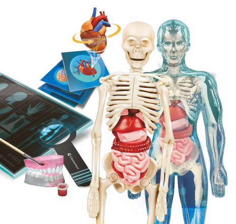 Clementoni Wetenschap en Spel - Super Anatomie