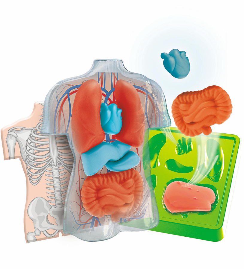 Clementoni Wetenschap en Spel Squishy Anatomie