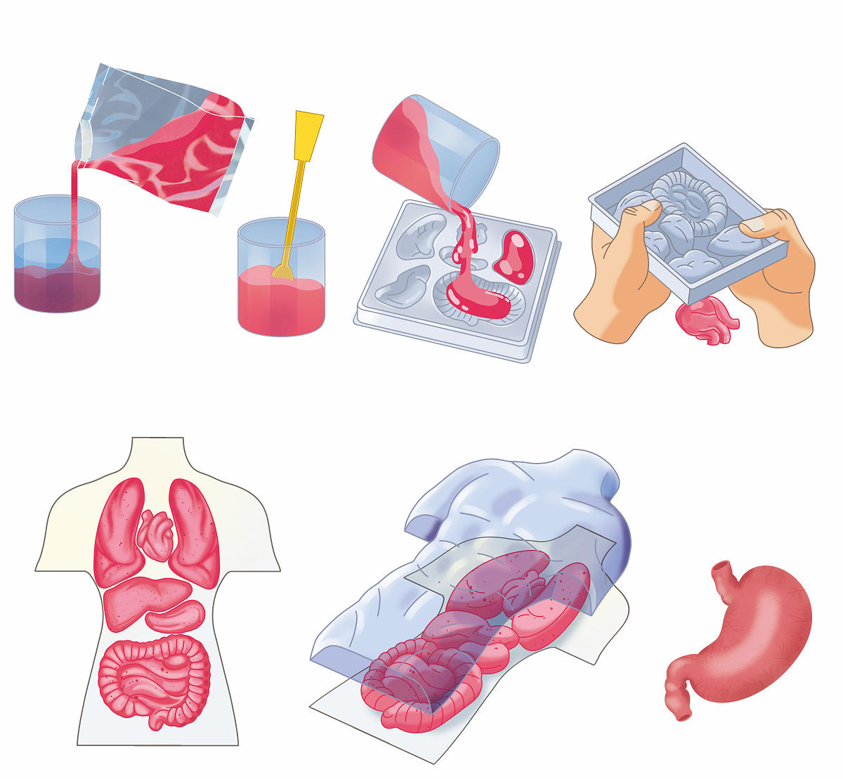 Clementoni Wetenschap en Spel Squishy Anatomie