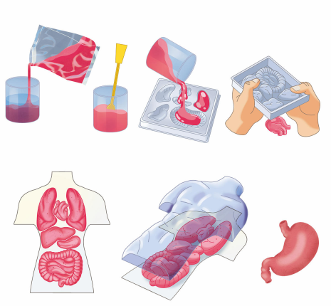 Clementoni Wetenschap en Spel Squishy Anatomie
