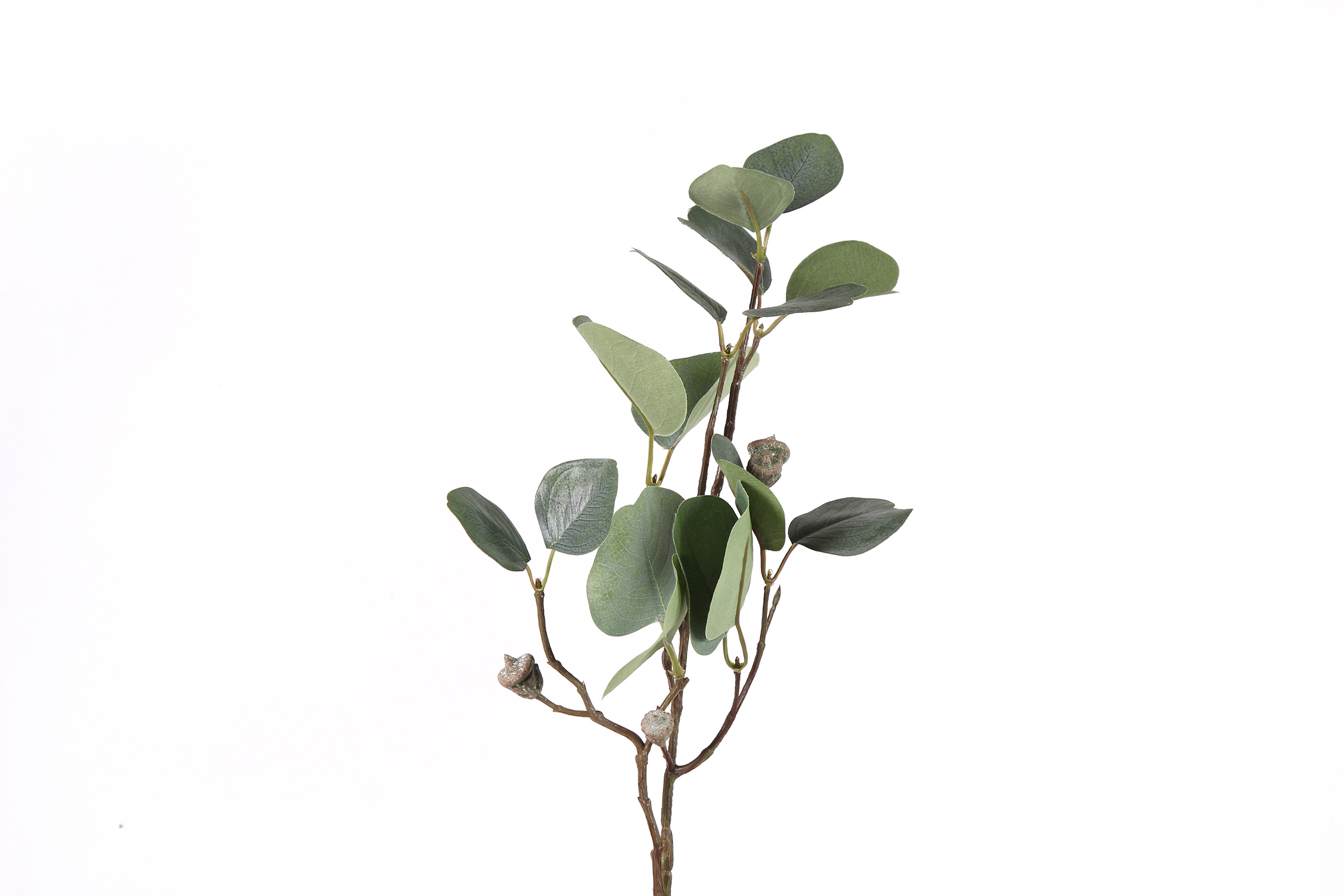 Countryfield Blad Myrtaceae Brent S 2x14x56cm - groen