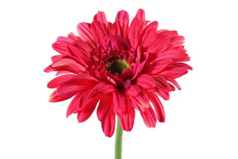 Countryfield Kunstbloem Gerbera Leanne lila 64cm