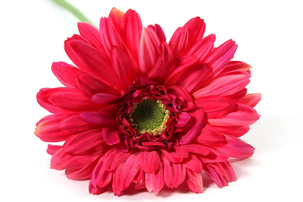 Countryfield Kunstbloem Gerbera Leanne lila 64cm