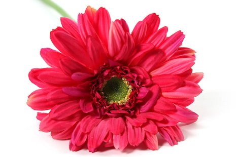 Countryfield Kunstbloem Gerbera Leanne lila 64cm