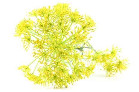 Countryfield Kunstbloem Daucus carota geel 70cm