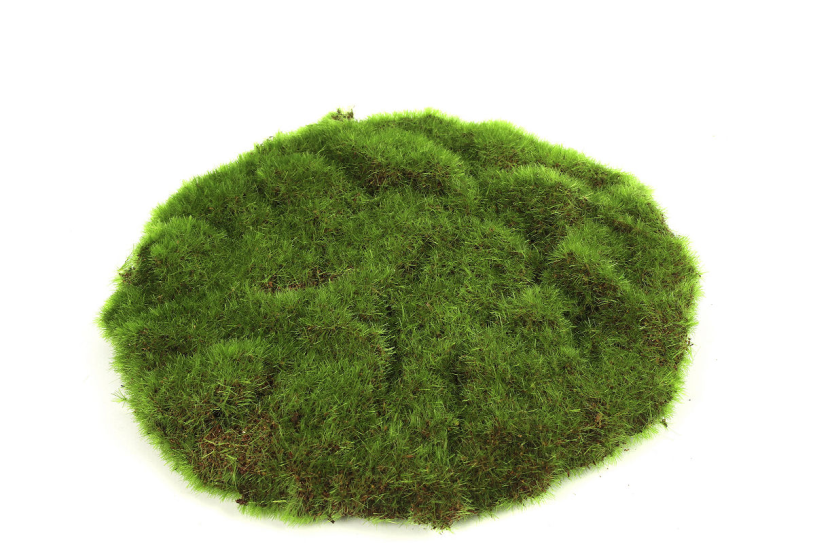 Countryfield Mosschijf marchantiophyta S groen 22x22x2cm