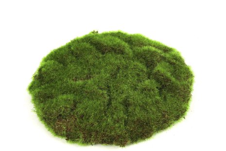 Countryfield Mosschijf marchantiophyta S groen 22x22x2cm