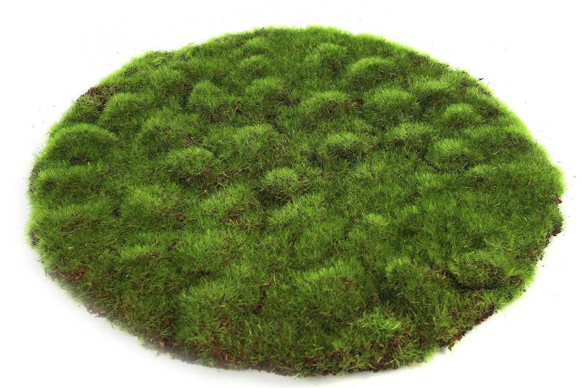 Countryfield Mosschijf Marchantiophyta L groen 30x30x2cm