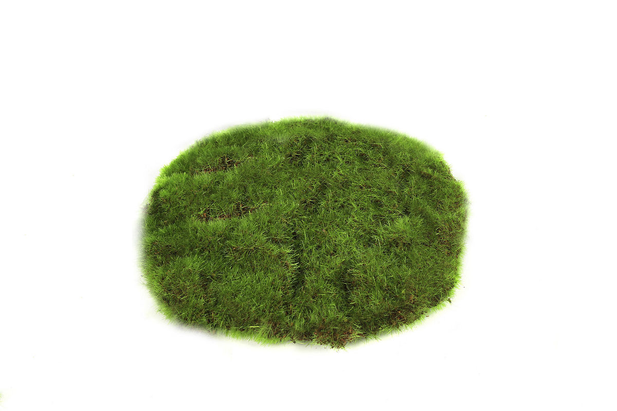 Countryfield Mosschijf marchantiophyta XS groen 14x14x2cm