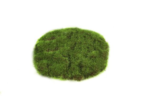 Countryfield Mosschijf marchantiophyta XS groen 14x14x2cm