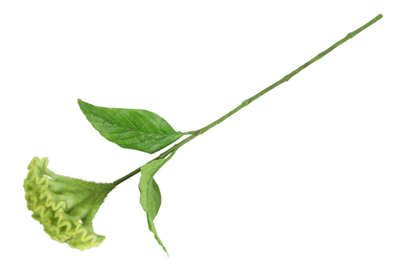 Countryfield Kunstbloem Celosia groen 62cm