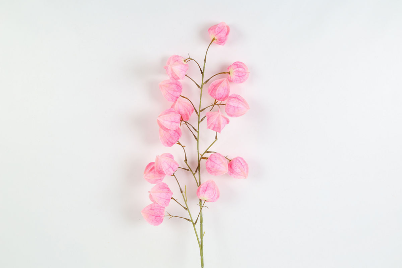 Countryfield Kunstbloem Physalis roze 12x12x100cm