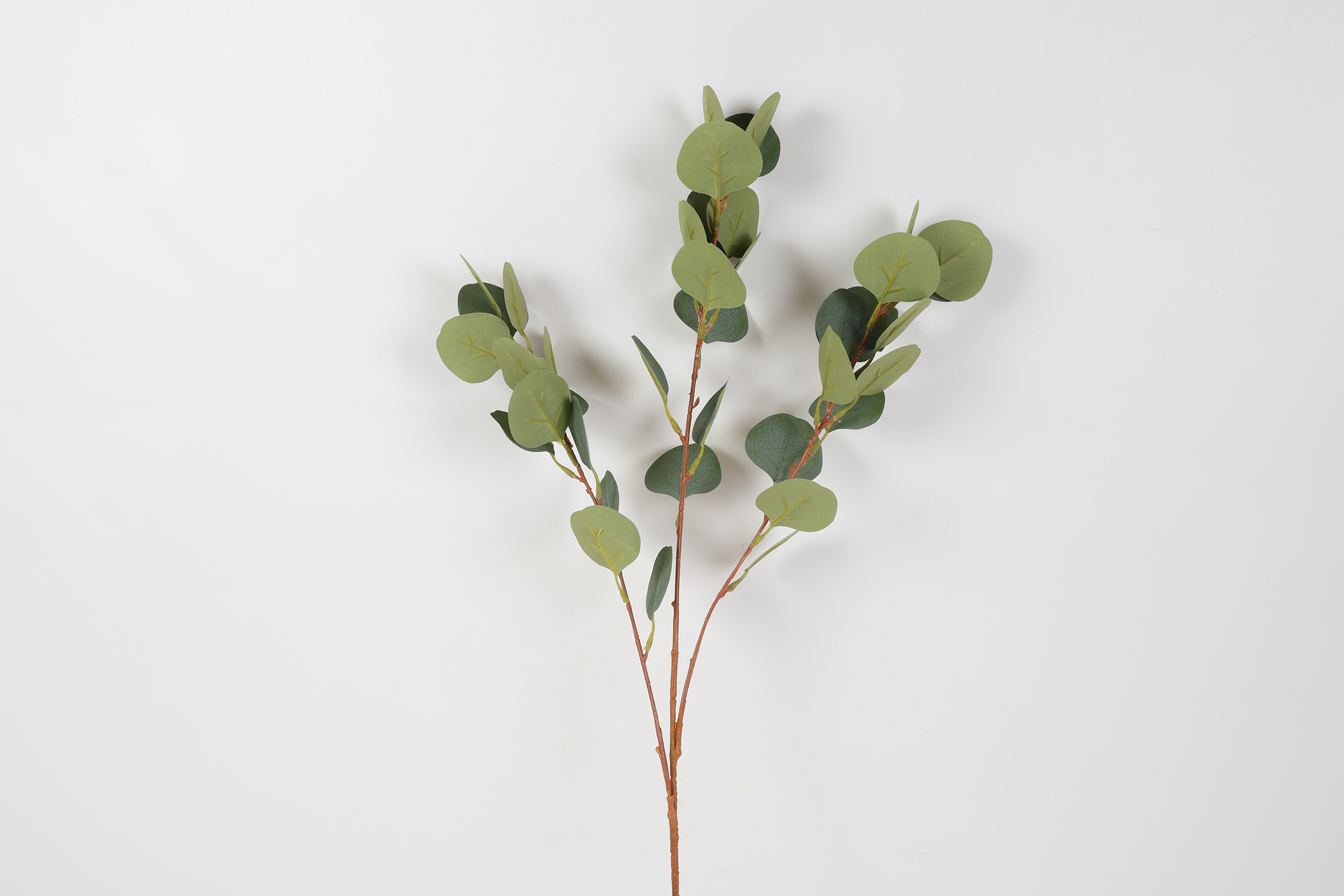 Countryfield Blad Eucalyptus populus 15x12x80cm - groen
