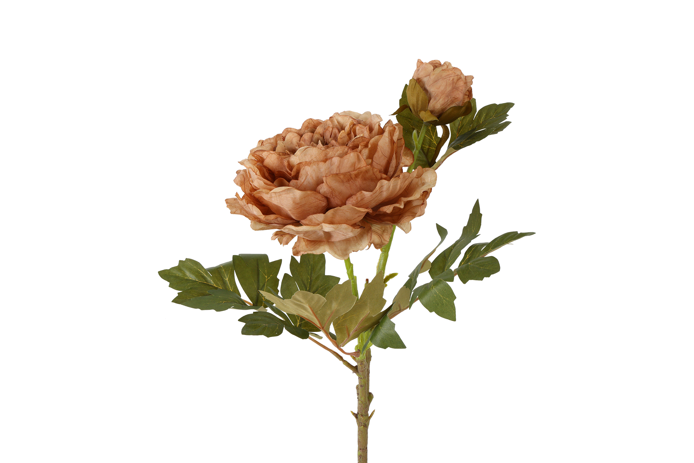 Countryfield Bloem Paeonia miranda 20x20x70cm - bruin
