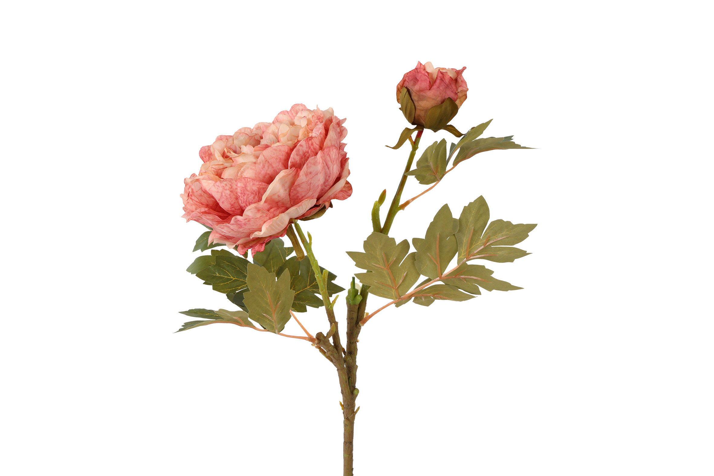 Countryfield Bloem Paeonia miranda 20x20x70cm - roze