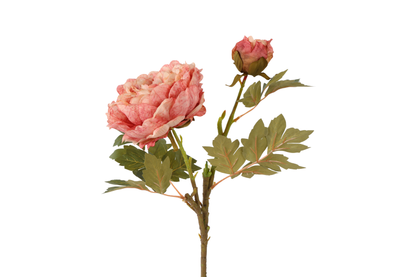 Countryfield Bloem Paeonia miranda 20x20x70cm - roze
