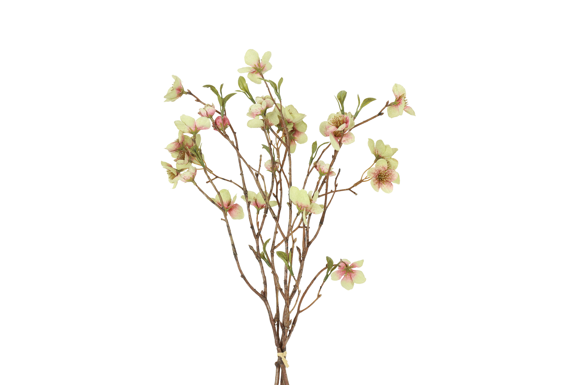 Countryfield Bundel Helleborus S 7x30x56cm - groen