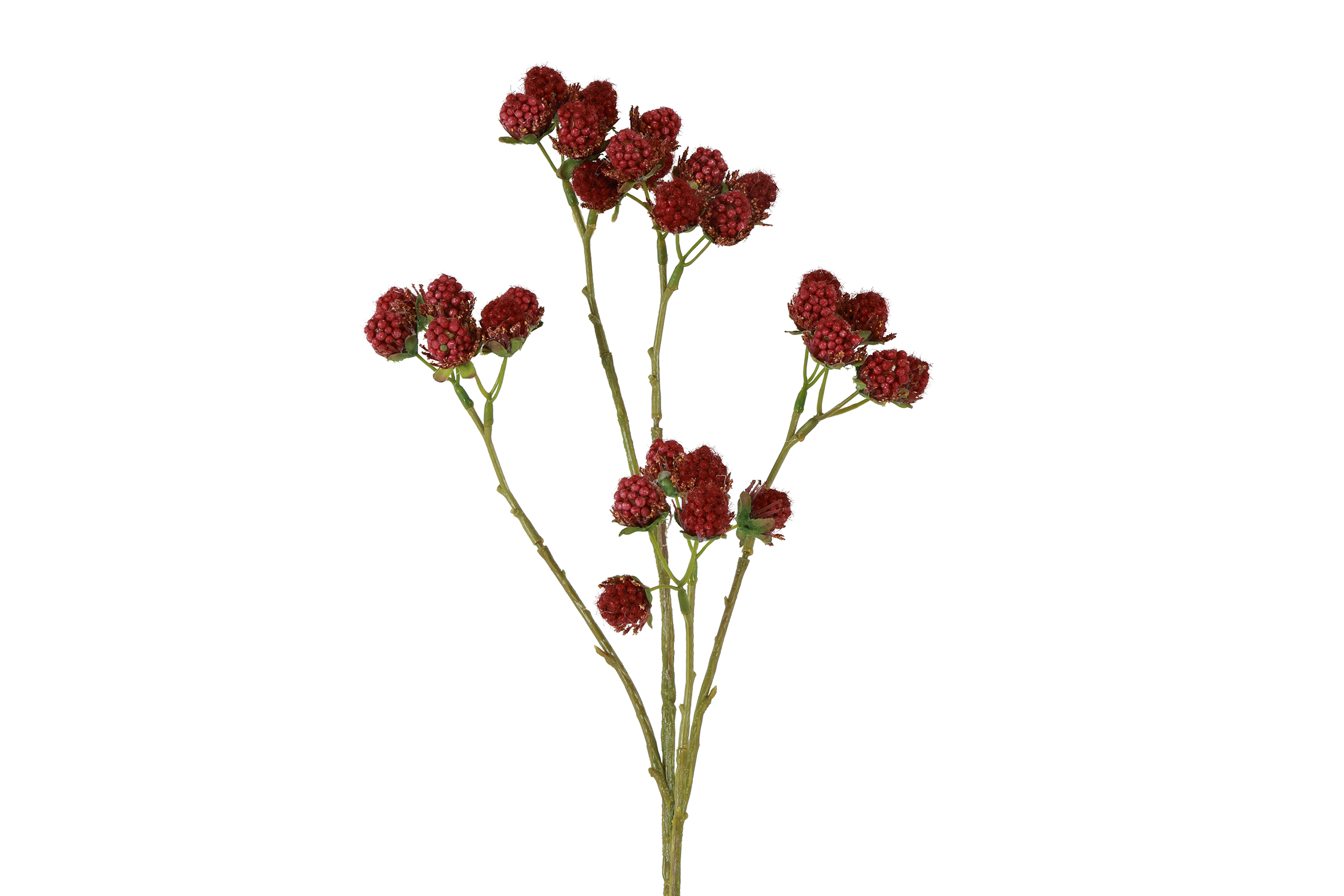 Countryfield Vrucht Rubus 7x12x73cm - rood