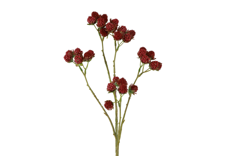 Countryfield Vrucht Rubus 7x12x73cm - rood