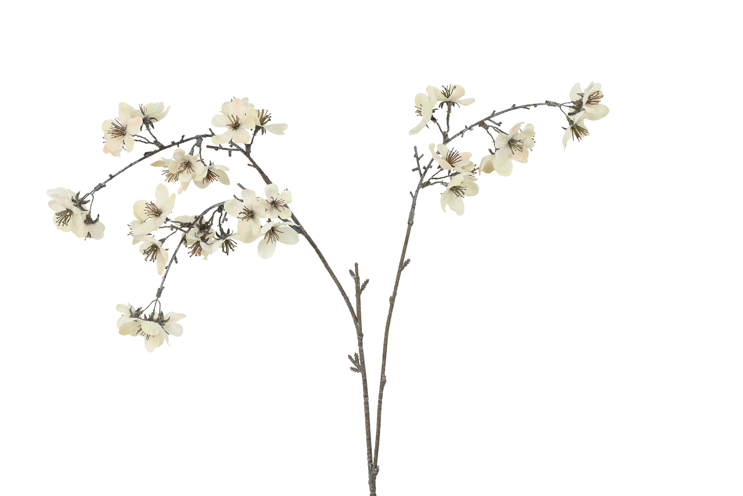 Countryfield Bloem Prunus serrulata S 14x14x64cm - crème