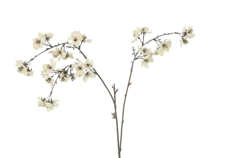 Countryfield Bloem Prunus serrulata S 14x14x64cm - crème