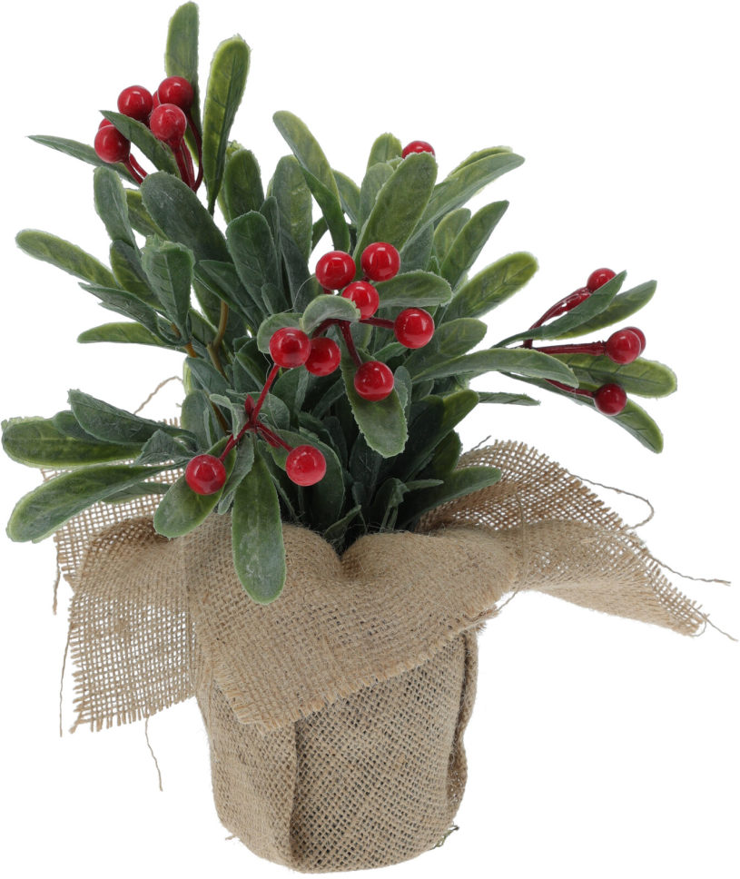 Plant Rode Bessen in jute pot 23cm